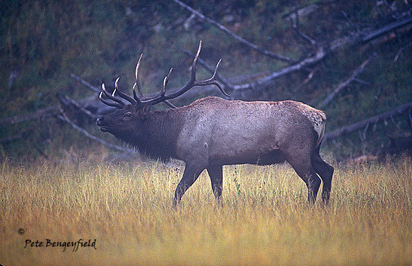 elk-3442-f
