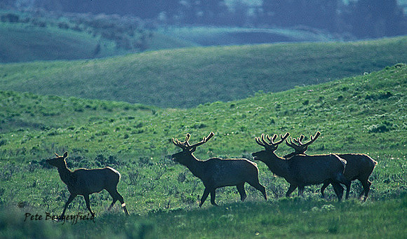 elk-3735-f