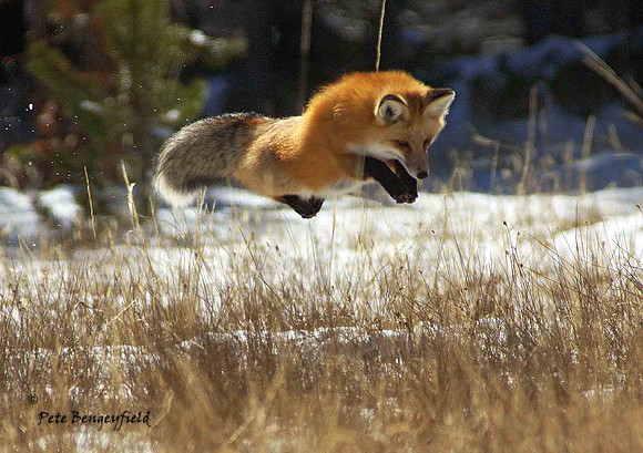 fox-502-d