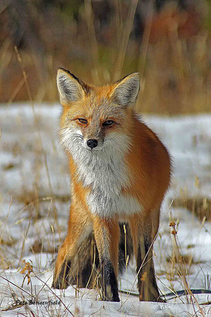 fox-503-d