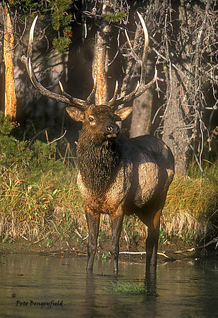 elk-0779-k