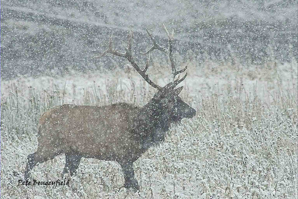elk-4932-d