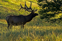 elk-4765-d