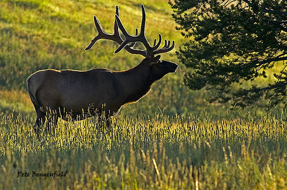 elk-4765-d