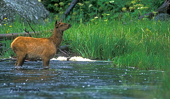 elk-2632-f