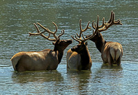 elk-4769-d