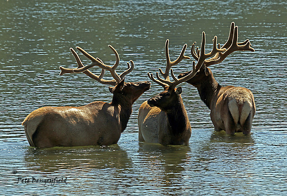elk-4769-d
