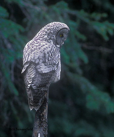 owl-378-f