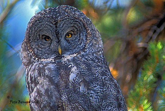 owl-340-f