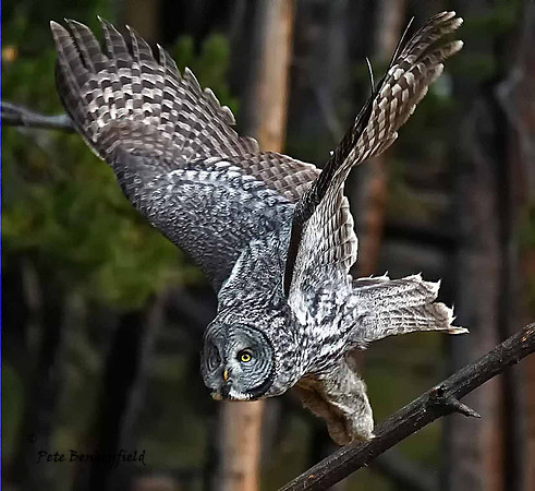 owl-536-d