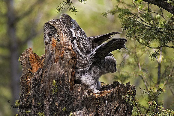 owl-502-d
