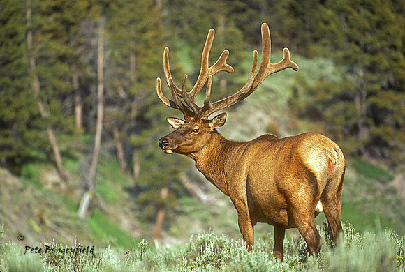 elk-0381-k