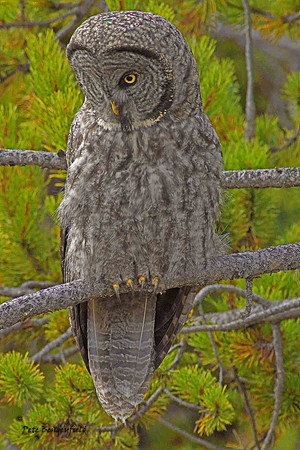 owl-538-d
