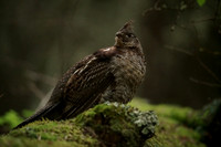 Ruffed Grouse