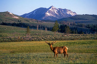 elk-4120-f
