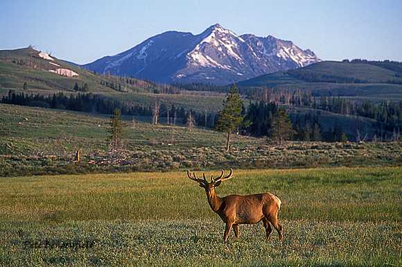 elk-4120-f