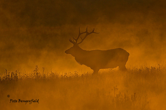 elk-4870-d