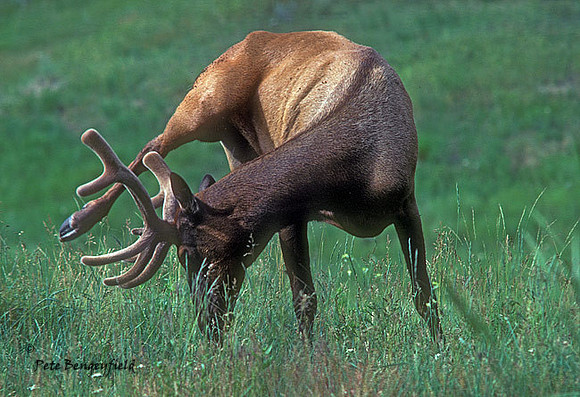 elk-0046-K