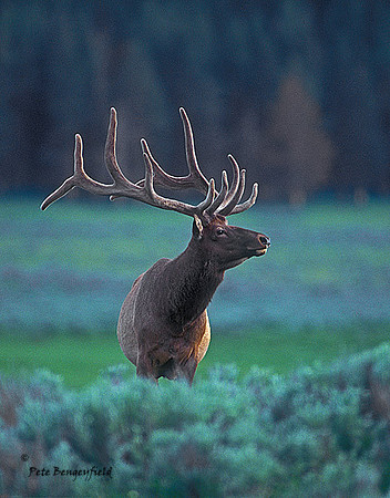 elk-3025-f