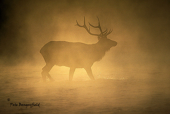 elk-0490-k