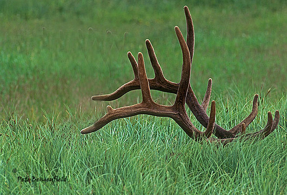 elk-3231-f