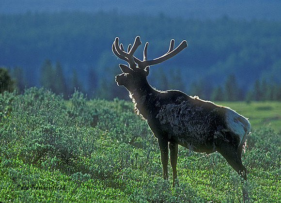 elk-1039-k