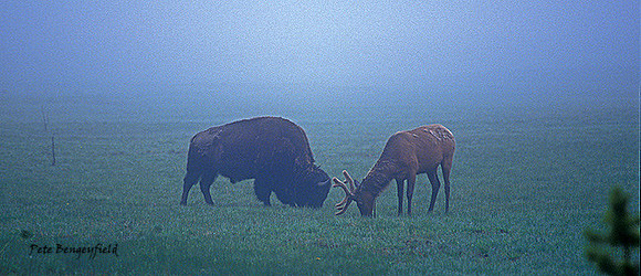 elk-2627-f