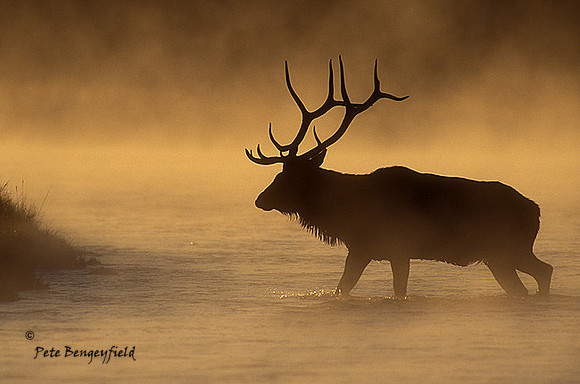 elk-3365-f