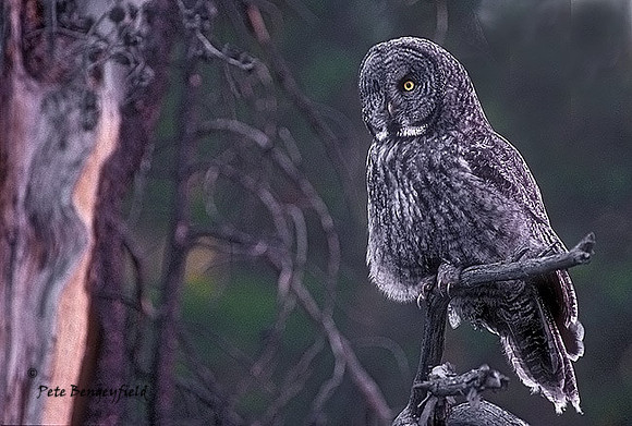 owl-142-k