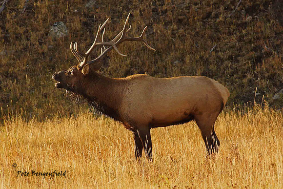 elk-4922-d