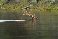 elk-4768-d