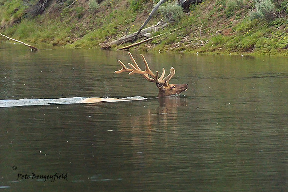 elk-4768-d