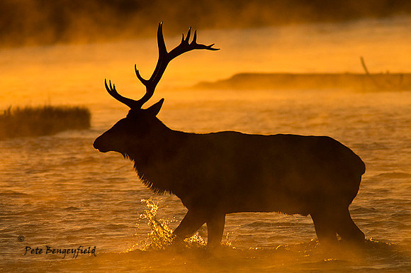 elk-4872-d