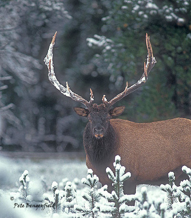 elk-2308-f