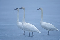 Swan