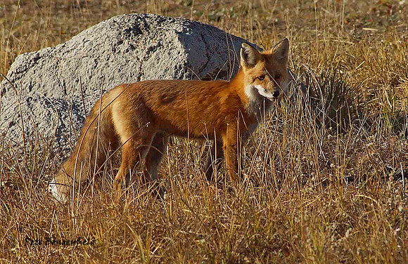 fox-493-d