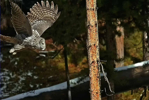 owl-528-d