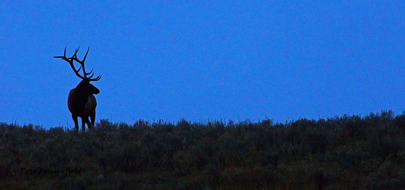 elk-4913-d