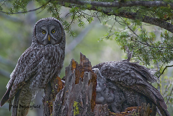 owl-499-d