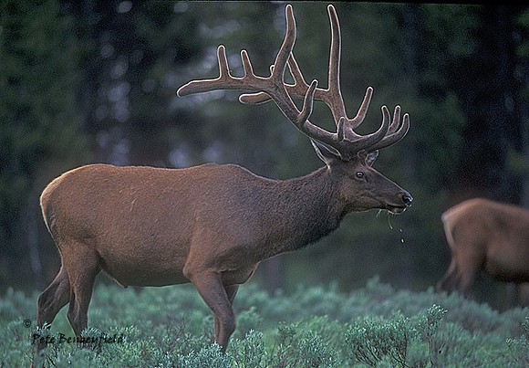 elk-3011-f