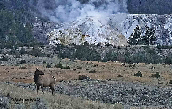 elk-4936-d
