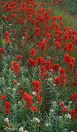 red-154-f