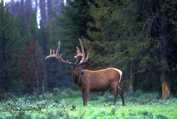 elk-3009-f