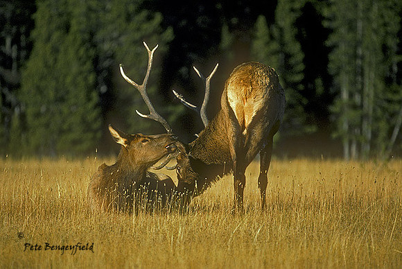 elk-0471-K