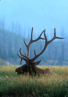 elk-4325-f