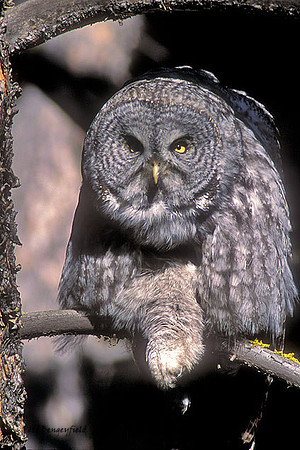 owl-141-f
