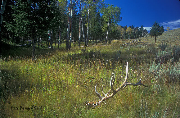 elk-3265-f