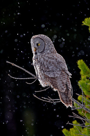 owl-460