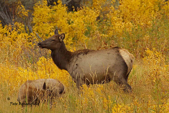 elk-4926-d