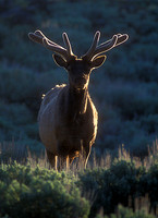 elk-4448-f